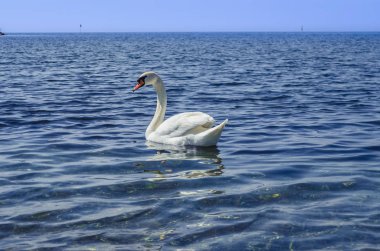 Beyaz Kuğu denizde.