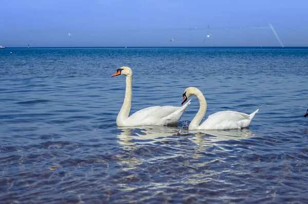 Белый лебедь на Черном море . — стоковое фото