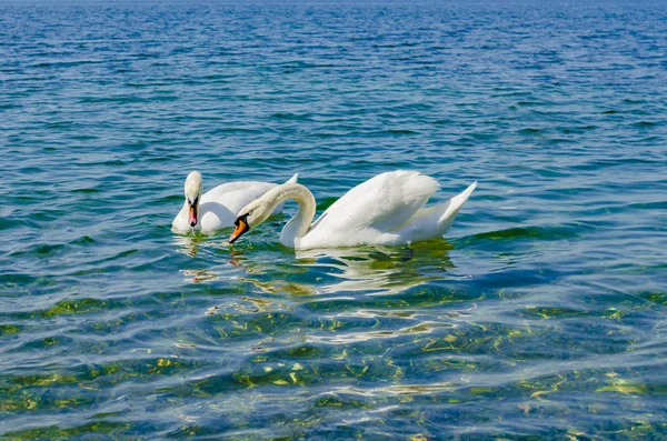 Белый лебедь на Черном море . — стоковое фото