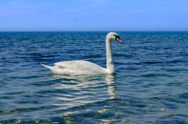 Белый лебедь на море . — стоковое фото