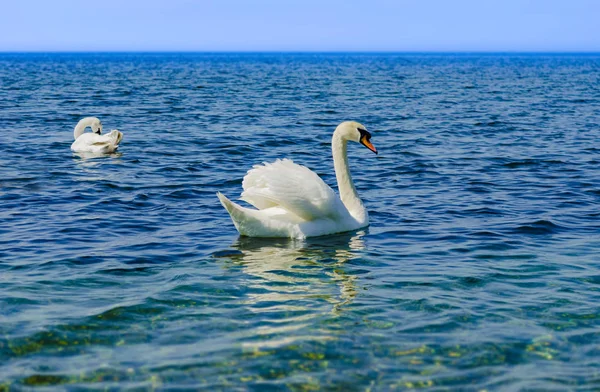 Белый лебедь на Черном море . — стоковое фото
