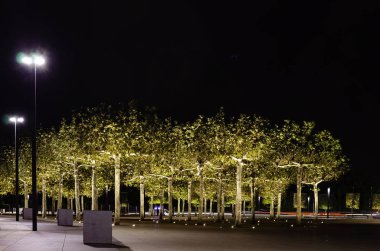 Parktaki ağaçlar geceleri aydınlatılır. Krasnodar Parkı.
