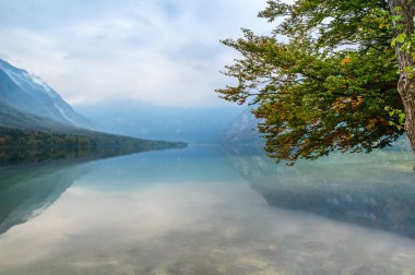 Renkli yeşillik yakınındaki göl Bohinj, Slovenya ile sonbahar ağacı