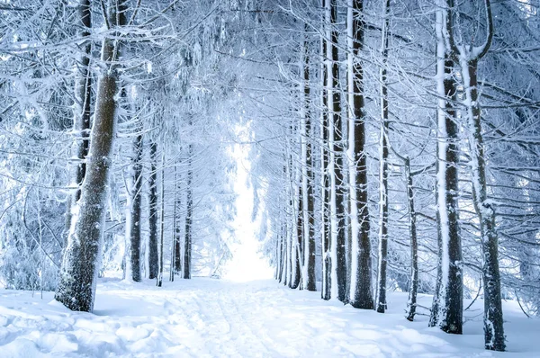 Paisaje mágico de invierno: camino en el bosque nevado —  Fotos de Stock