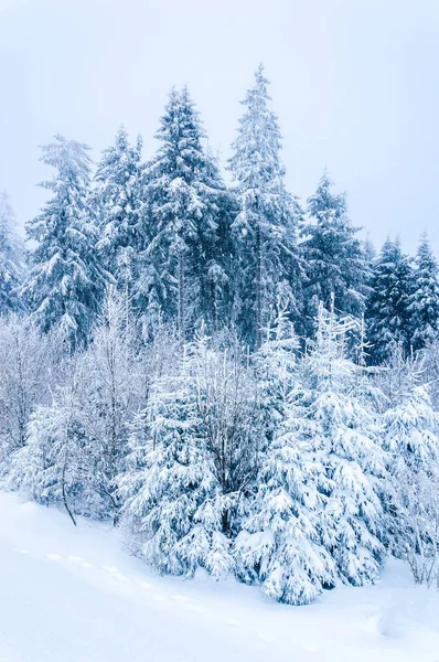 Winter nature: snow covered fir trees in forest. Falling snow.