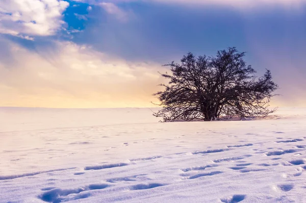 Árbol solitario en un mágico paisaje invernal con nieve y cielo dramático —  Fotos de Stock
