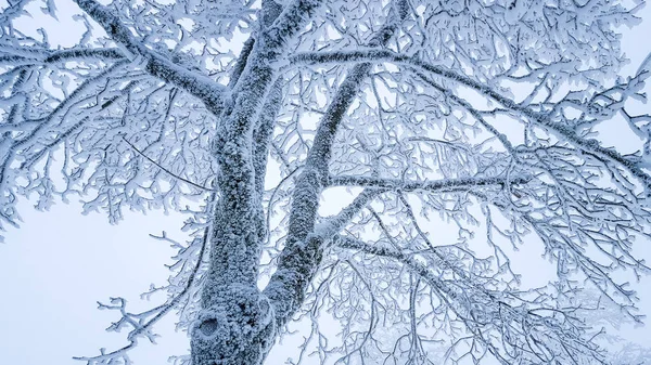 Sihirli kış sahne: dondurulmuş ağaç dalları yakın çekim — Stok fotoğraf