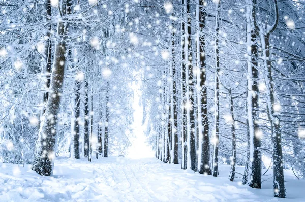 Paisaje mágico de invierno: camino en el bosque nevado con nieve que cae —  Fotos de Stock