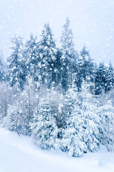 Naturaleza invernal: abetos cubiertos de nieve en el bosque. Nieve cayendo . —  Fotos de Stock