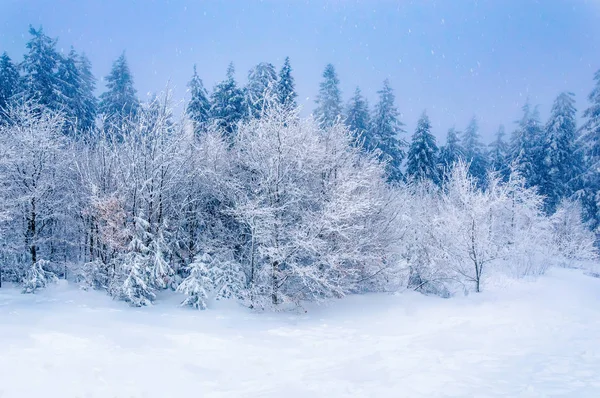 Bosque de invierno: nieve profunda y árboles nevados bajo el cielo azul —  Fotos de Stock