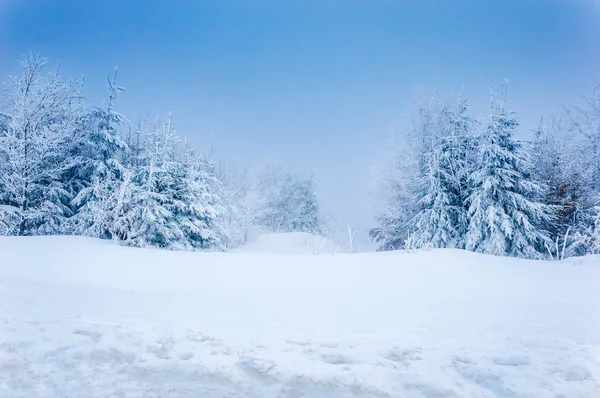 Bosque de invierno: nieve profunda y árboles nevados bajo el cielo azul —  Fotos de Stock