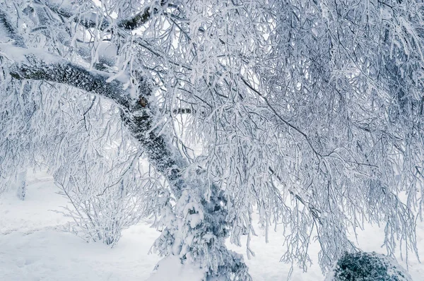 Fundo de inverno: galhos de árvores congeladas após tempestade de gelo — Fotografia de Stock