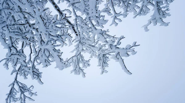 Fundo de inverno: galhos de árvore congelados após tempestade de gelo close-up — Fotografia de Stock