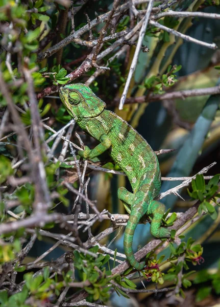 Wild Mediterranean or Common Chameleon in bush — Stock Photo, Image