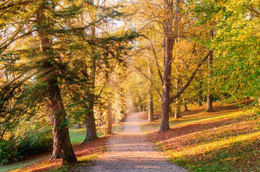 Sonbahar manzara: sarı ağaçlar ve güneş ışığı ile aydınlatılmış düşmüş yaprakları ile Park sokak