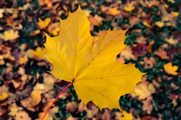 Big yellow maple leaf on blurred autumn background