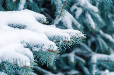 Kar ile kaplı köknar ağacı dalı. Noel ağacı açık havada karlı kış arka plan