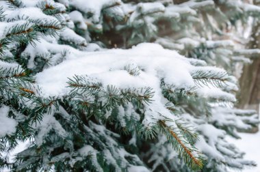 Kar ile kaplı köknar ağacı dalı. Noel ağacı açık havada karlı kış arka plan