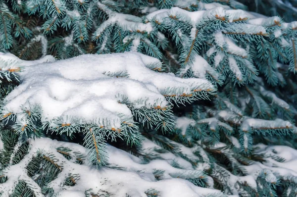Fir tree branch covered with snow. Snowy winter background with Christmas tree outdoors