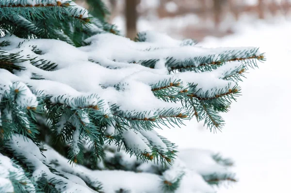 Fir tree branch covered with snow. Snowy winter background with Christmas tree outdoors