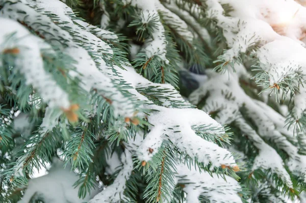 Fir tree branch covered with snow. Snowy winter background with Christmas tree outdoors