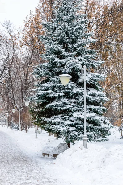 Zimní scéna: zasněžené stezky, lucerny a jedlové stromy v parku. Zasněžené zimní pozadí s vánočním stromku — Stock fotografie