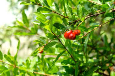 Güneşli bir günde küçük olgunlaşmamış meyvelerle nar ağacı dalı. Punica Granatum ekimi. Organik bahçıvanlık ve tarım