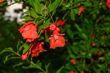 Nar ağacı dalında çiçek açan kırmızı çiçekler ve koyu bulanık arka planda küçük olgunlaşmamış meyveler.