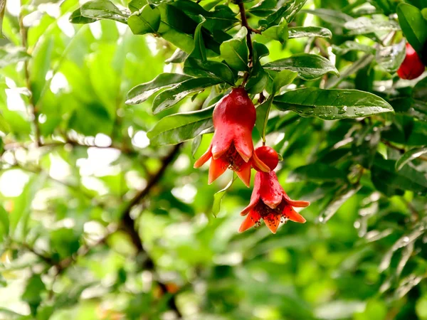 Parlak güneş ışığı altında küçük olgunlaşmamış meyveleri olan nar ağacı dalı