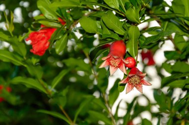 Arkaplanı bulanık küçük olgunlaşmamış meyvelerle nar ağacı dalı
