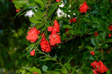 Nar ağacı dalında çiçek açan kırmızı çiçekler bulanık arka planı olan küçük meyvelere dönüşür. Punica Granatum ekimi. Organik bahçıvanlık ve tarım.