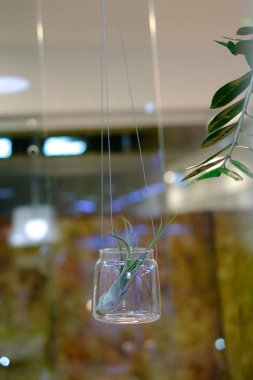 Minyatür kaktüs etli bitki. Seçici odak