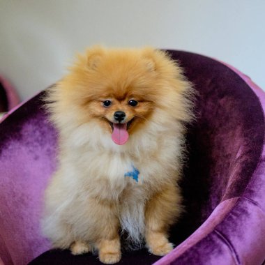 köpek pomeranian spitz mor bir kanepede oturuyor