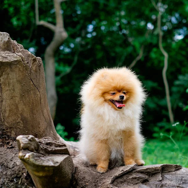 Pomeranian spitz χαμογελώντας Παρακολουθήστε σκυλί το απογευματινό ήλιο στο χαρακτήρα του πάρκου. — Φωτογραφία Αρχείου