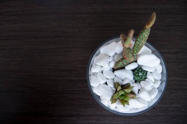 Minyatür kaktüs etli bitki. Seçici odak