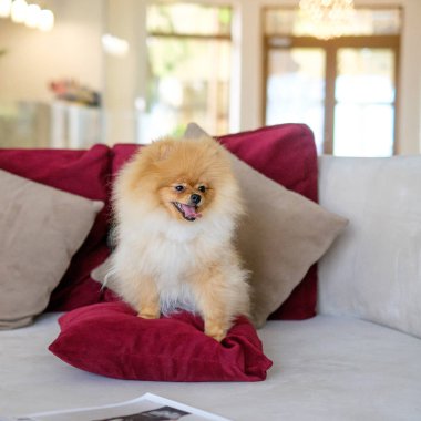 köpek pomeranian spitz mor bir kanepede oturuyor