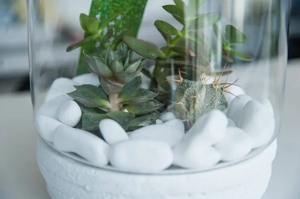 Miniatuur cactus succulente installatie — Stockfoto
