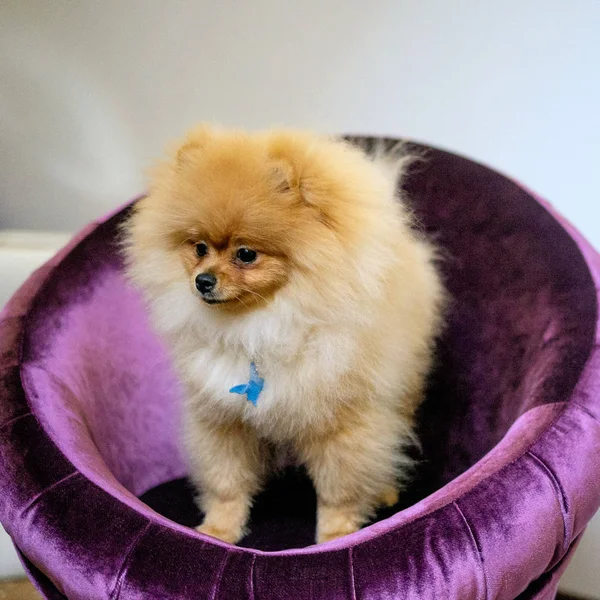 Cão pomeranian spitz Senta-se em um sofá roxo — Fotografia de Stock