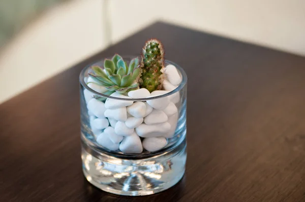 Cactus miniature plante succulente. Concentration sélective — Photo