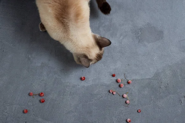 Giovane punto di colore gatto tailandese su sfondo grigio — Foto Stock