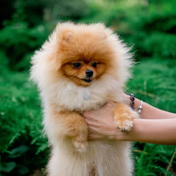Pomeranian spitz χαμογελώντας Παρακολουθήστε σκυλί το απογευματινό ήλιο στο χαρακτήρα του πάρκου. — Φωτογραφία Αρχείου