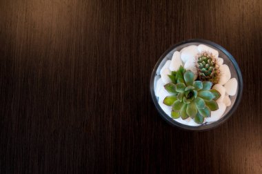 Minyatür kaktüs etli bitki. Seçici odak