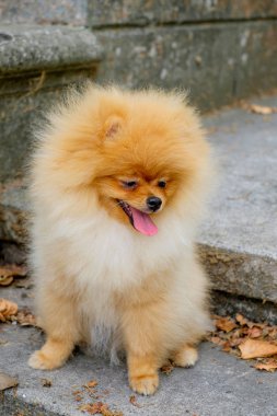 köpek park'ın doğa, akşam güneşi izlemek pomeranian spitz gülümseyen.