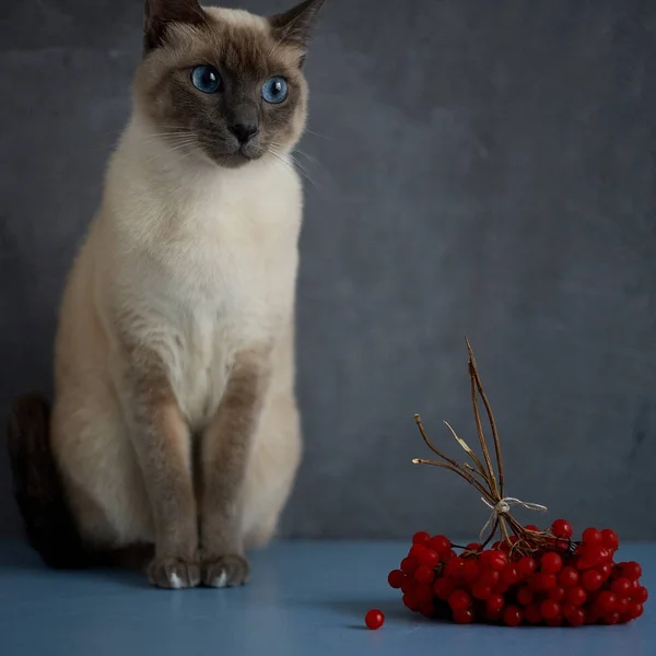 Gatto tailandese su sfondo grigio e bacche rosse — Foto Stock