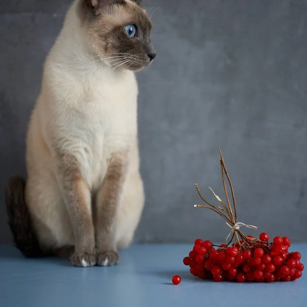 Gatto tailandese su sfondo grigio e bacche rosse — Foto Stock