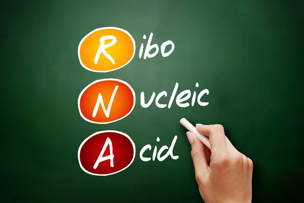 Rna Acido Ribonucleico Concetto Acronimo Sulla Lavagna — Foto Stock