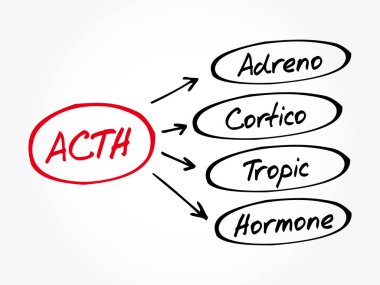 ACTH - Adrenocorticotropic hormone acronym clipart