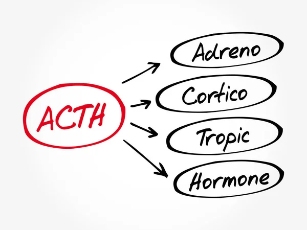 ACTH - Adrenocorticotropic hormone acronym — Stock Vector