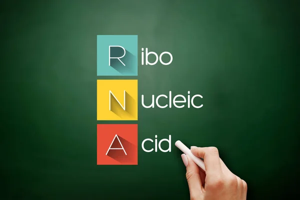 Rna Acido Ribonucleico Acronimo Concetto Medico Sfondo Sulla Lavagna — Foto Stock