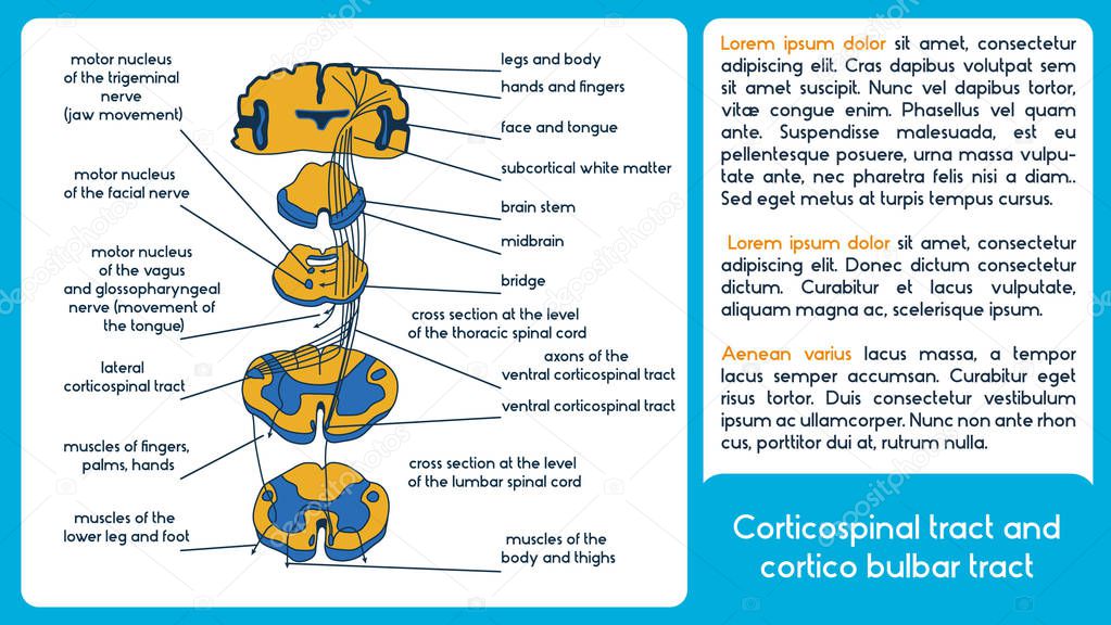 Corticospinal tract and cortico bulbar tract. Vector diagram.